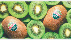 [헬스&뷰티]‘비타민의 제왕’ 키위, 하루 2개면 몸이 가뿐해져요