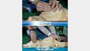 ‘침 맞는 악어’, 척추측만증 치료로 등에 침 꽂자 ‘움찔’