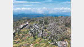[제주]한라산 구상나무 죽어간다
