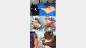 ‘주인 따라 자는 고양이’ 모아보니…포즈가 ‘각양각색’