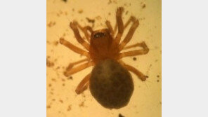 정선 굴접시거미 발견, 한국에만 서식하는 희귀종