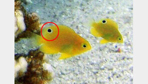 앞뒤 없는 물고기…두 개 중 진짜 눈은 어느 것?