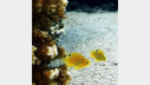 앞뒤 없는 물고기, 무슨 종류? 독특한 변장술 생존력↑