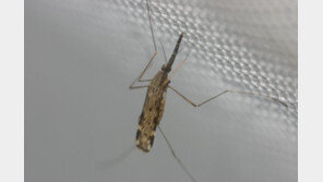 모기가 피를 빠는 이유, 배고파서가 아니다?