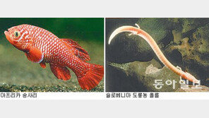 아프리카 송사리 17일이면 다 크는데 슬로베니아 도롱뇽은 15년이나 걸려