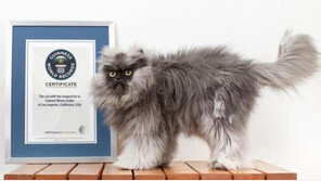 가장 털 긴 고양이…털 길이 재보니 “기네스 오를만하네”