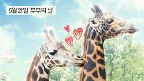 다산의 여왕 기린, 에버랜드 ‘장순이’ 세계 최다산 신기록