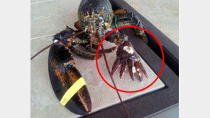 다섯 손가락 바닷가재, 일본에서도 나타나는거 아냐?