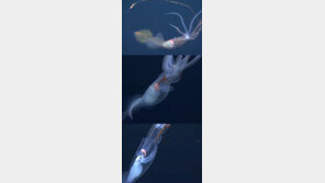 희귀 심해 오징어, 수심 1000미터에서 영상촬영 성공