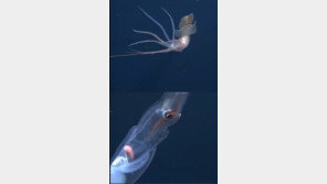 ‘희귀 심해 오징어, “먹을 수 있을까”…맛은 별로