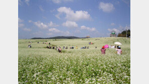 레드캡투어 고창으로 메밀꽃 필무렵 떠나요!