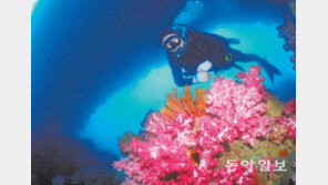 [제주]한라산 달리고… 형제섬 다이빙… 제주가 즐겁다