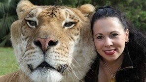 419kg 거대 라이거…얼굴크기만 봐도 헉!