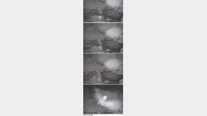 부엉이 때린 박쥐, 둘다 놀라 혼비백산…‘희귀한 장면’