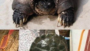 500살 거북이 발견 “500년 살았는지 어떻게 알지?”