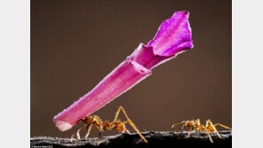 꽃잎 옮기는 가위개미 포착, 체중보다 50배 넘는 무게 ‘번쩍’