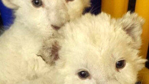 백사자 형제 탄생, 동물원 측 “이름을 지어주세요”