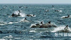 브라질 고래 떼죽음…벌떼 죽음과도 관련이?