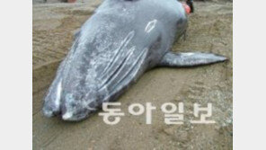 브라질 고래 떼죽음…뭍에 고립된 30마리 중 6마리 숨져