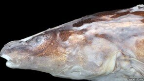 신종 전기 물고기 발견 “전기뱀장어보다 쎌까?”