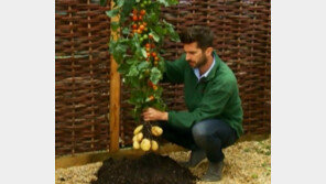 토마토 줄기에 감자 뿌리…유전자조작 아니라 ‘안심 먹거리’