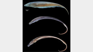 신종 전기 물고기 발견 “물 속의 피카츄!”