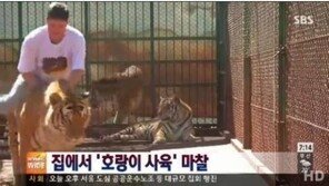 호랑이 기르는 브라질 가족, 한달 1000만원 사육비