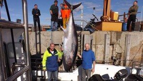 233㎏ 괴물 참다랑어…길이만 2.7m “참치 몇 캔 나올까?”