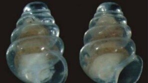 희귀 투명 달팽이, ‘속보이는’ 유리 같은 껍질 ‘눈길’