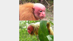 아마존 빨간 얼굴 원숭이, 엉덩이 아닌 얼굴이 빨간 이유는?