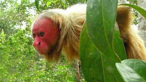 아마존 빨간 얼굴 원숭이 “건강하단 증거? 그럼 나도…”