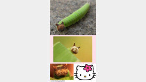 고양이 얼굴 애벌레 “다 자라면 고양이 나비 되나요?”