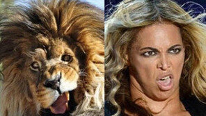 비욘세 닮은 사자 “비욘세를 닮아서 인기 많네”