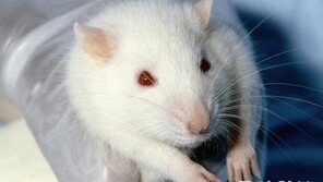 화장품 - 연고 개발때 동물실험보다 인공피부 이용 늘어