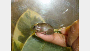 ‘코코아 개구리’ 포착…몸통이 달콤한 초콜릿색?