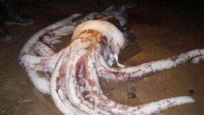 180kg 괴물 오징어 “오징어가 아니라 바다괴물 같다”