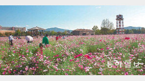 [강원]옛 캠프 페이지에 코스모스 활짝