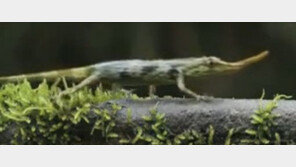 ‘피노키오 도마뱀’ 발견…긴코가 구애의 목적?