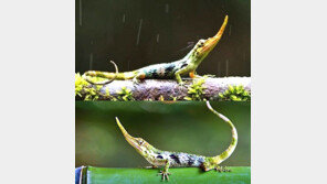 피노키오 도마뱀 발견 “수컷에만 있는 긴 코의 용도는…”