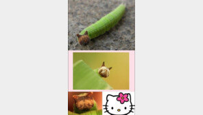 고양이 얼굴 애벌레, 헬로키티 닮은 모습 “웬일이니”