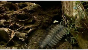 3억 년 전 ‘대형 지네’, 길이가 2.6m!…크기 거대했던 이유는?