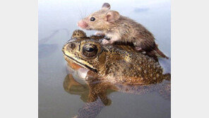 두꺼비 등에 올라탄 생쥐 “두꺼비랑 생쥐 천적이 아니었나?”