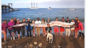 6m 거대 산갈치 발견 “10m 넘는 갈치도 있다고?”