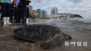 다친 바다거북 ‘퇴원’… 지상에서 고향으로