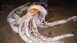 180kg괴물 오징어, “바다에서 잡히면 빨려 들어갈 듯”