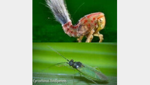 인형 같은 멸구, 요상한 외모 ‘유재석도 저리가라?’