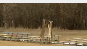 ‘권투하는 사슴’ 포착…앞다리 들고 스파링 ‘살벌’