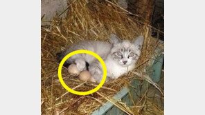 에디슨 고양이, 달걀 꼬옥~ 끌어안고... “의도가 궁금해”