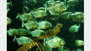 아마존 신종 피라냐 발견 ‘특이한 식성’