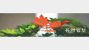 [포토 에세이]새색시 볼 같은…